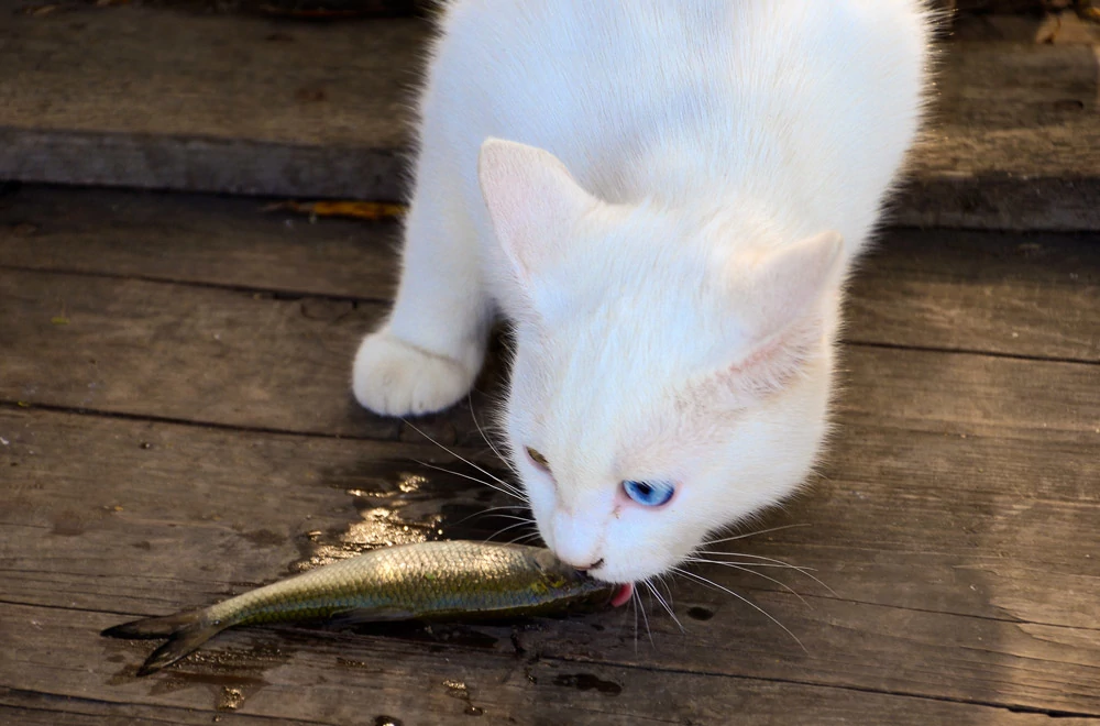 Gato comiendo alimento nutrición veterinaria natural